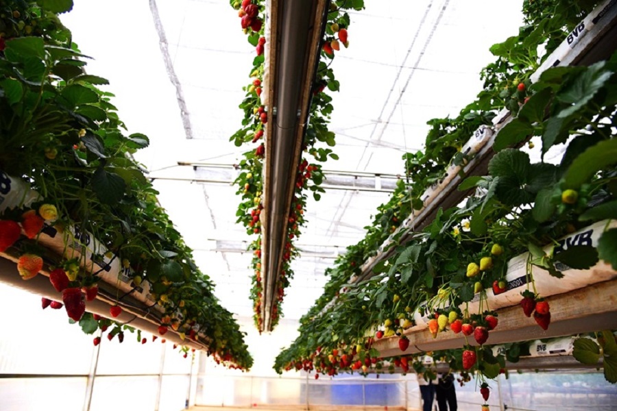 Vườn d&acirc;u t&acirc;y trĩu quả d&agrave;nh cho kh&aacute;ch tham quan, chụp h&igrave;nh.