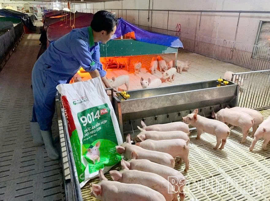 Phú Thọ đẩy mạnh tái đàn, phát triển chăn nuôi an toàn sau dịch