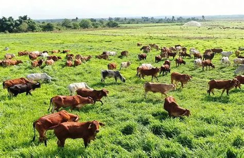 Ngăn chặn nguy cơ xâm nhập virus lở mồm long móng serotype SAT1 vào Việt Nam