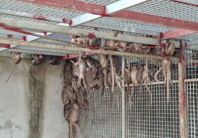 Nghệ An: Triệt phá đường dây buôn bán động vật hoang dã quý hiếm qua mạng xã hội