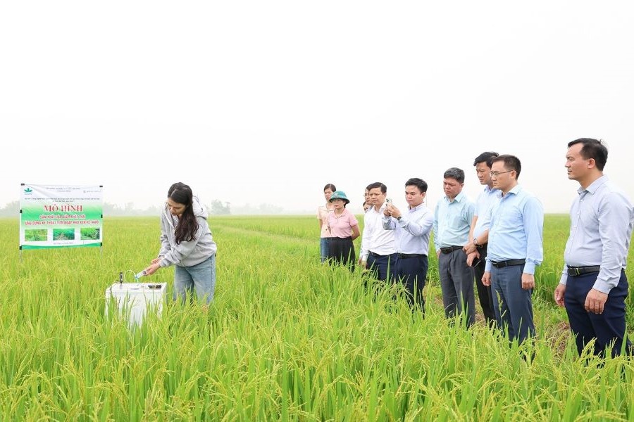 H&agrave; Tĩnh triển khai m&ocirc; h&igrave;nh sản xuất l&uacute;a &aacute;p dụng kỹ thuật tưới ngập - kh&ocirc; xen kẽ (AWD)