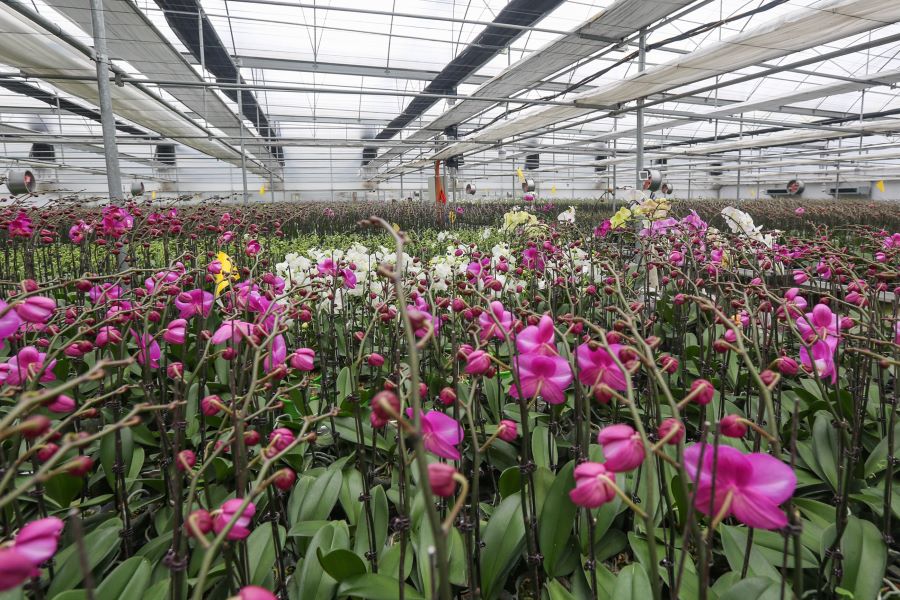 M&ocirc; h&igrave;nh ứng dụng c&ocirc;ng nghệ cao sản xuất hoa lan hồ điệp tại x&atilde; Thạch Kh&ecirc;, H&agrave; Tĩnh