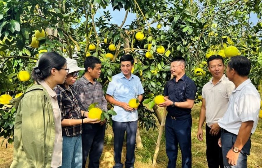 Bưởi Ph&uacute;c Trạch l&agrave; sản phẩm đầu ti&ecirc;n trong số c&aacute;c c&acirc;y ăn quả c&oacute; m&uacute;i được H&agrave; Tĩnh chọn lựa để th&iacute; điểm m&ocirc; h&igrave;nh ứng dụng c&ocirc;ng nghệ số