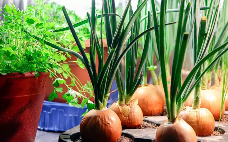 Lá hành tây có ăn được không? Dùng thế nào cho an toàn