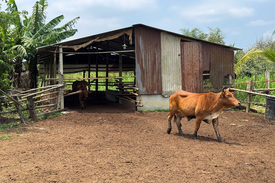 M&ocirc; h&igrave;nh chăn nu&ocirc;i b&ograve; thịt