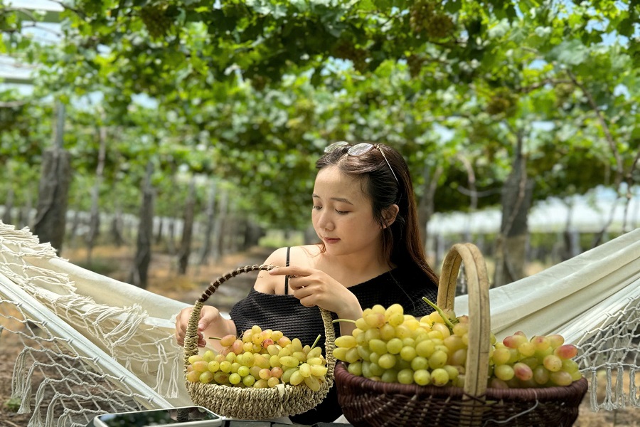 Lâm Đồng: Mùa nho chín rộ – Trải nghiệm du lịch nông nghiệp xứ nắng