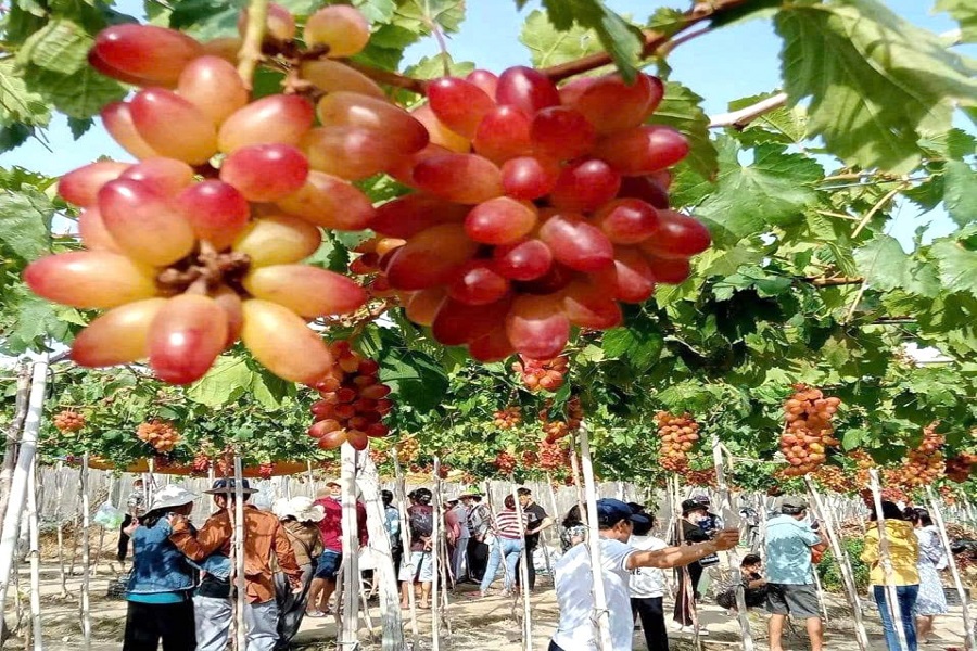 Mỗi giống nho mang một sắc th&aacute;i ri&ecirc;ng, khiến những gi&agrave;n nho nối nhau như một &ldquo;bản đồ hương vị&rdquo; sống động