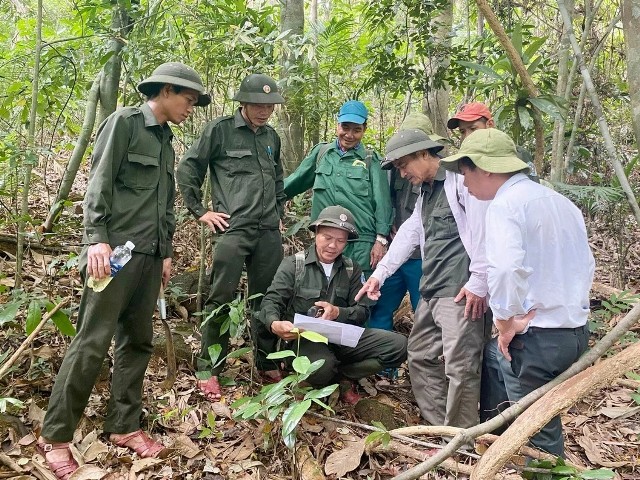 Quảng Trị: Giảm mạnh vi phạm lâm nghiệp, giữ vững độ che phủ rừng