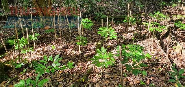 C&acirc;y s&acirc;m Ngọc Linh trồng dưới t&aacute;n rừng tại Trạm Dược liệu Tr&agrave; Linh.