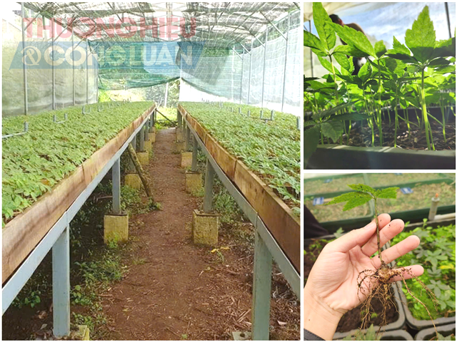 C&acirc;y giống s&acirc;m Ngọc Linh 1 năm tuổi.