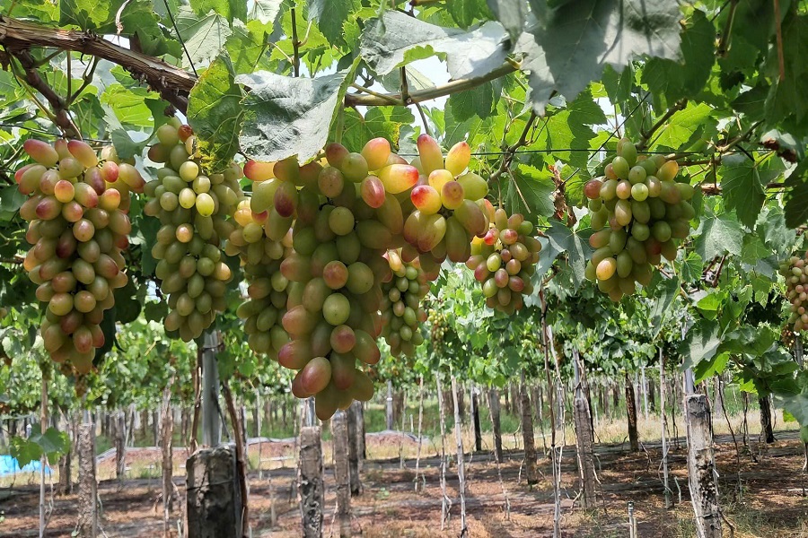 Th&aacute;ng 4 l&agrave; l&uacute;c nho đạt độ đẹp nhất, tr&aacute;i đều, vị ngọt đậm, mọng nước