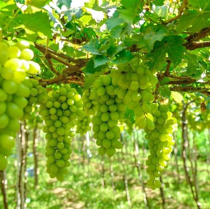 Du kh&aacute;ch kh&ocirc;ng chỉ thưởng thức nho tươi m&agrave; c&ograve;n được t&igrave;m hiểu quy tr&igrave;nh ủ, chưng cất, chiết xuất rượu nho, mật nho