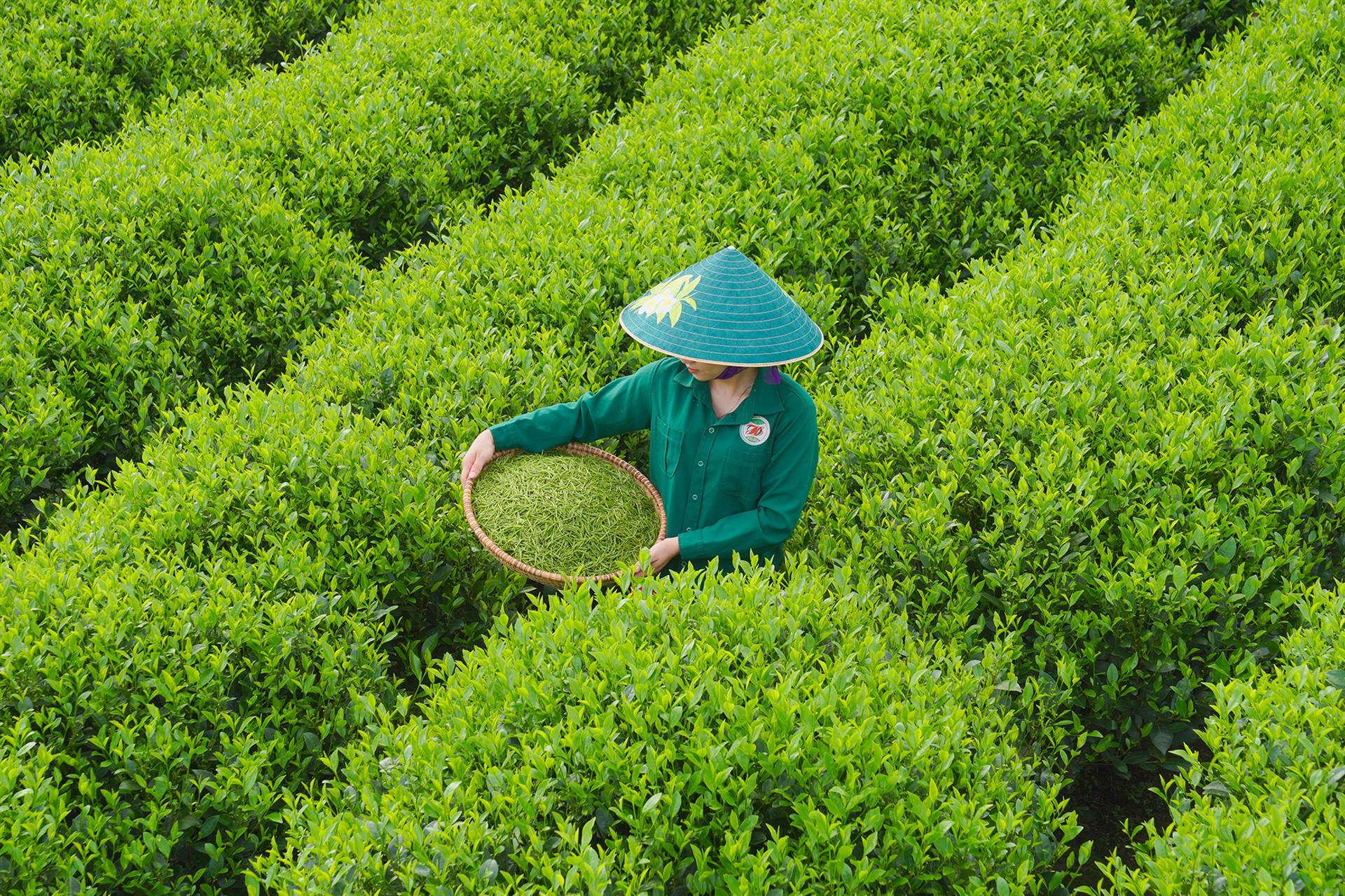 Thái Nguyên: Tổ chức triển lãm ảnh "Sắc màu văn hóa xứ trà"