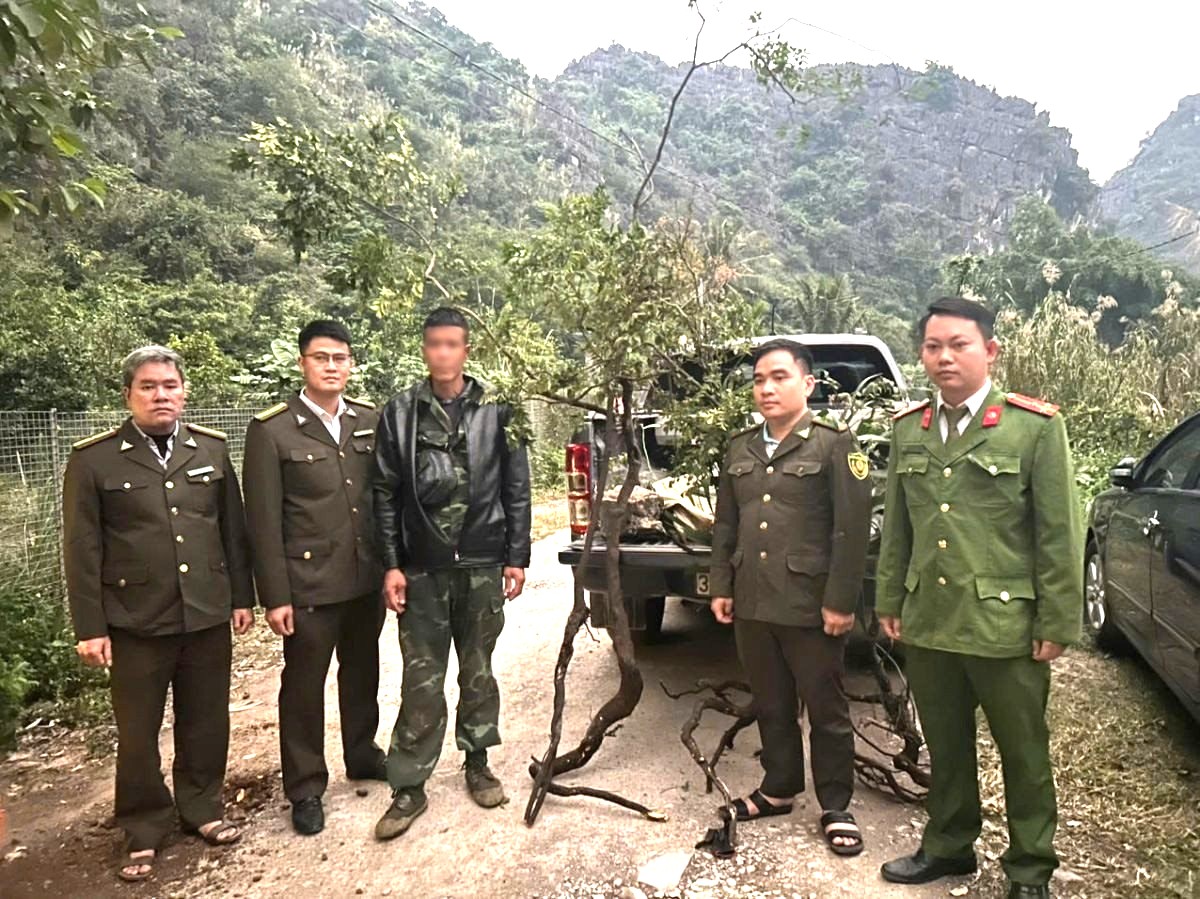 Ninh Bình: Ngăn chặn tình trạng khai thác trái phép cây muội hồng, bảo vệ tài nguyên rừng