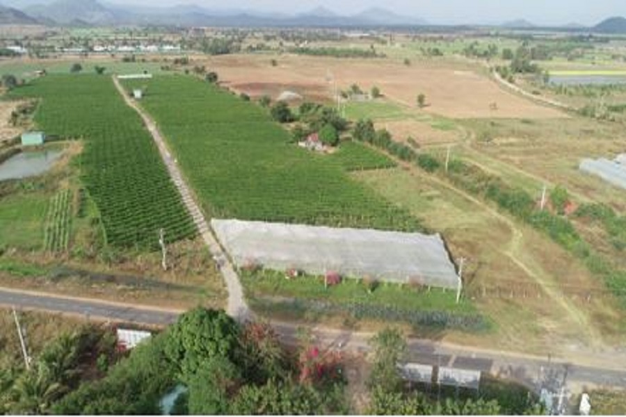 Trang trại chanh d&acirc;y v&agrave;ng của Eden Farm ở km số 7, tỉnh lộ 711, th&ocirc;n d&acirc;n tr&iacute;, x&atilde; H&agrave;m Thuận Bắc, tỉnh L&acirc;m Đồng