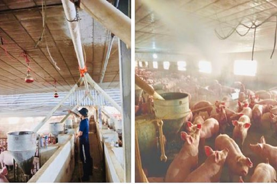 Trang trại Nguyễn Quốc Việt, Th&ocirc;n Đắk Lưu, x&atilde; Kr&ocirc;ng N&ocirc;, X&atilde; KrongNo, tỉnh L&acirc;m Đồng ứng dụng tự động h&oacute;a trong chăn nu&ocirc;i heo