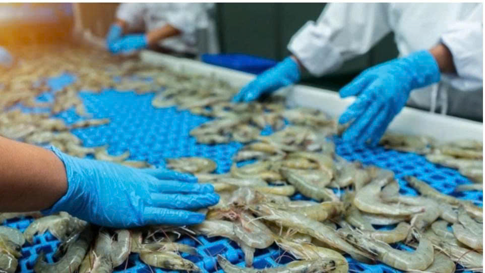 Ngành tôm đối mặt nhiều thách thức