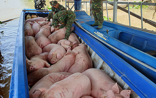 Chủ động giám sát, ngăn chặn nhập khẩu bất hợp pháp động vật và sản phẩm động vật