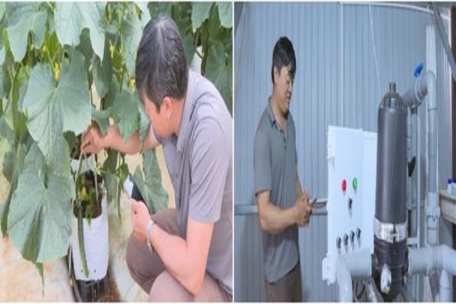 Anh Nguyễn Văn Thắm ở x&atilde; Hiệp Thạnh vận h&agrave;nh hệ thống tưới tự động cho vườn c&acirc;y