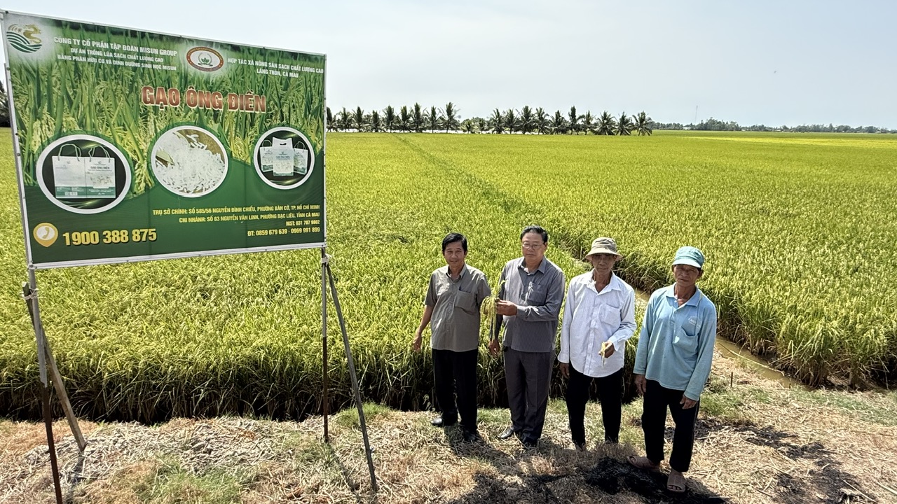 C&aacute;nh đồng trồng l&uacute;a thương hiệu gạo &Ocirc;ng Điền