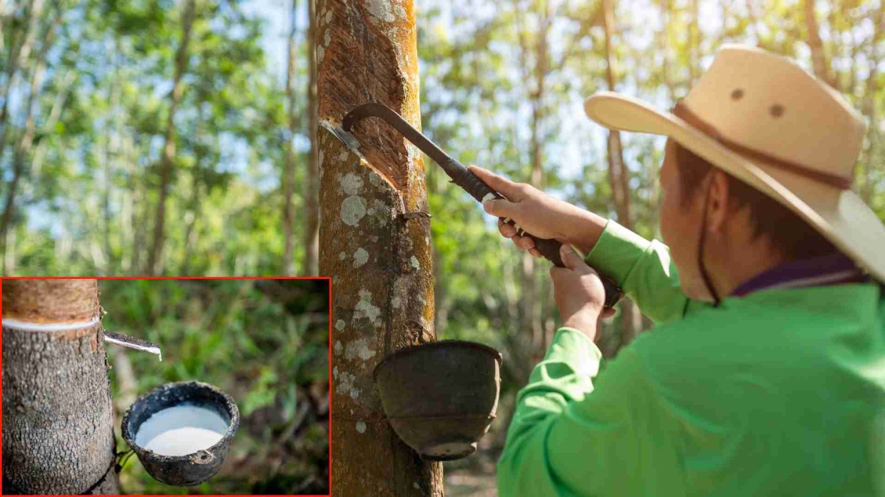 Giá cao su hôm nay 23/4: Trong nước ổn định, thế giới biến động trái chiều