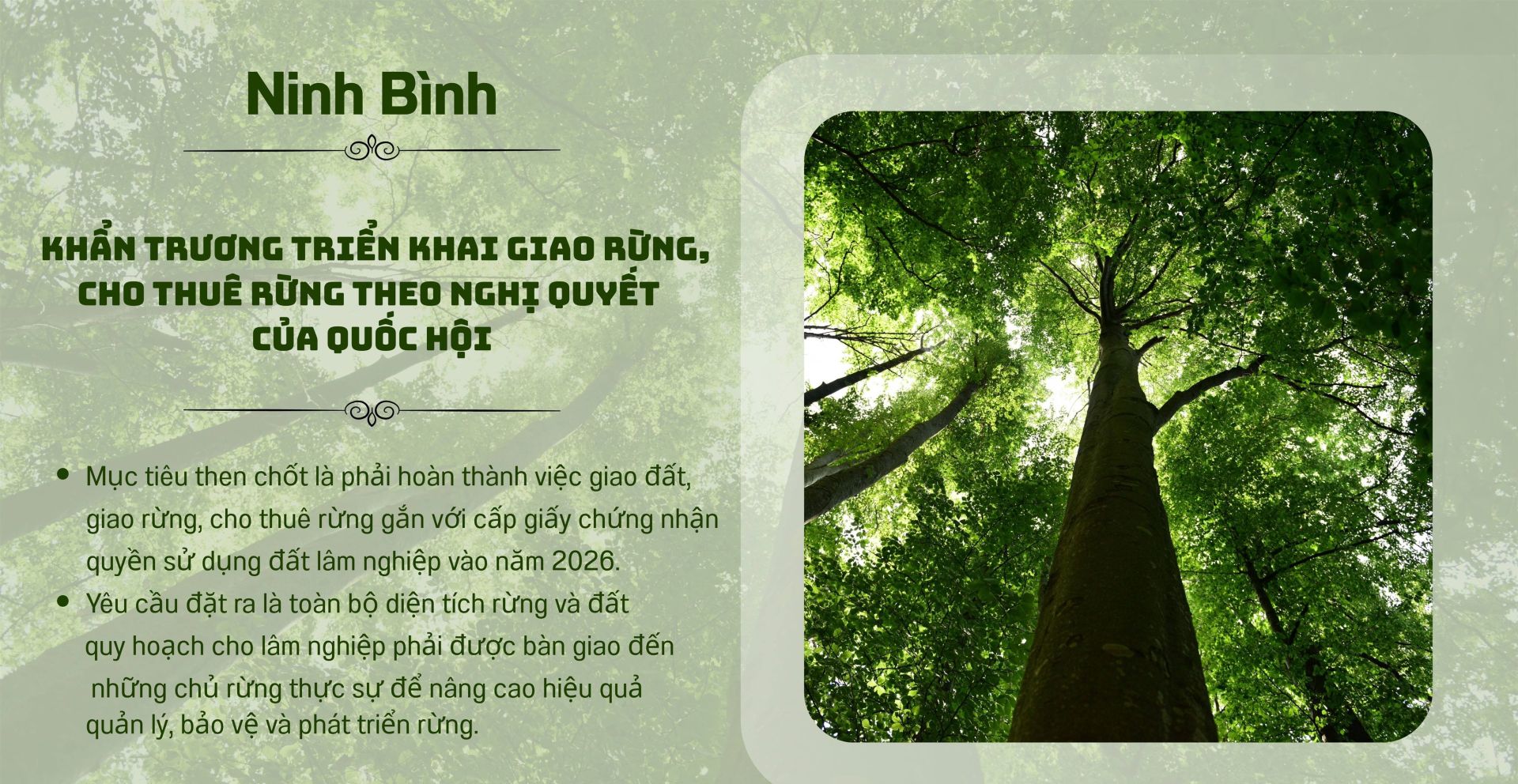 Ninh Bình: Triển khai giao rừng, cho thuê rừng theo Nghị quyết của Quốc hội