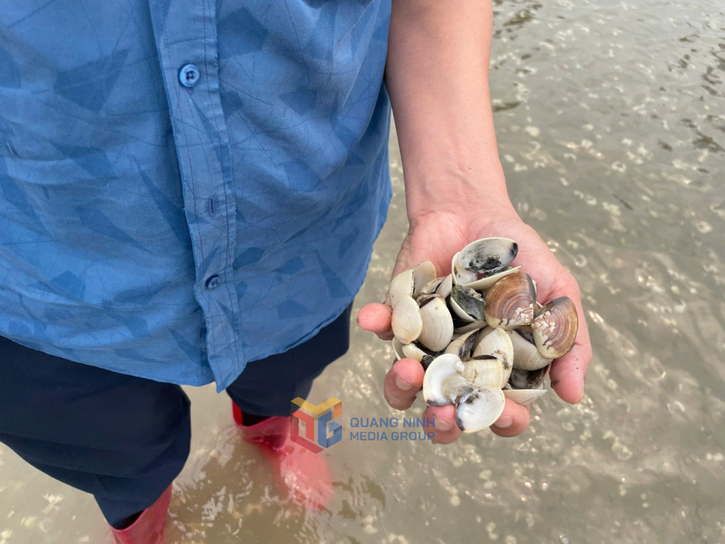 Ngao nu&ocirc;i tại x&atilde; Quảng H&agrave; chết do ảnh hưởng bởi nhiễm bệnh Perkinsus sp