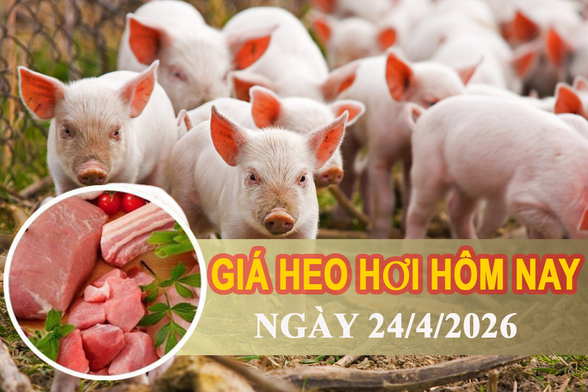 Giá heo hơi hôm nay 24/4: Cả nước đi ngang, miền Nam xuất hiện điểm tăng cục bộ