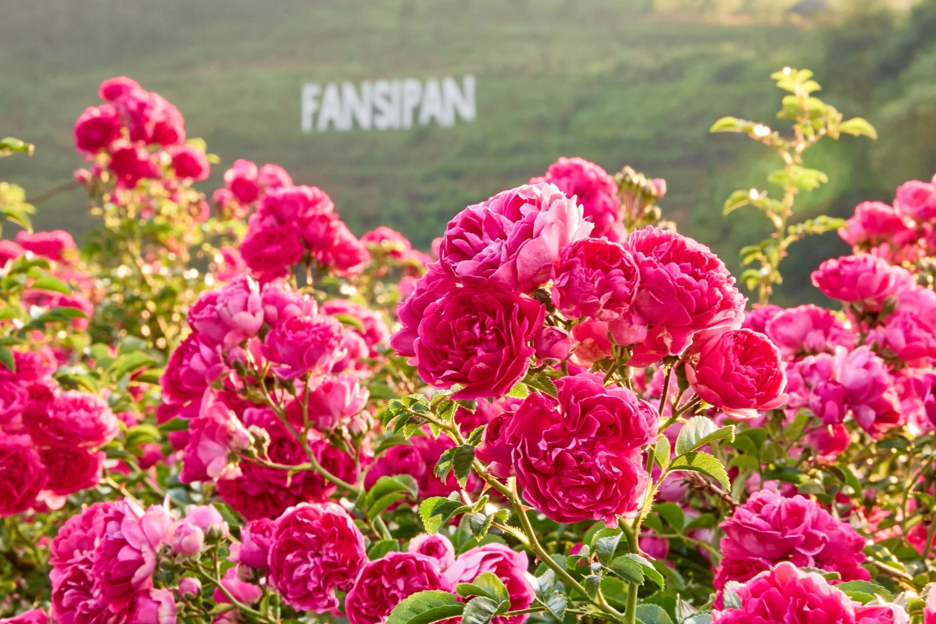 Lễ hội hoa hồng Sa Pa 2026 g&oacute;p phần khẳng định vị thế của Sa Pa - Fansipan Legend, tiếp tục đưa nơi đ&acirc;y trở th&agrave;nh điểm đến h&agrave;ng đầu Việt Nam