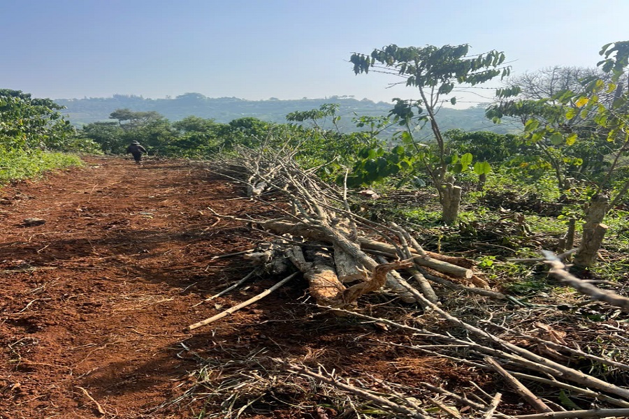 C&acirc;y c&agrave; ph&ecirc; - cắt tỉa được đưa v&agrave;o l&agrave;m than- giấm gỗ - nhiệt