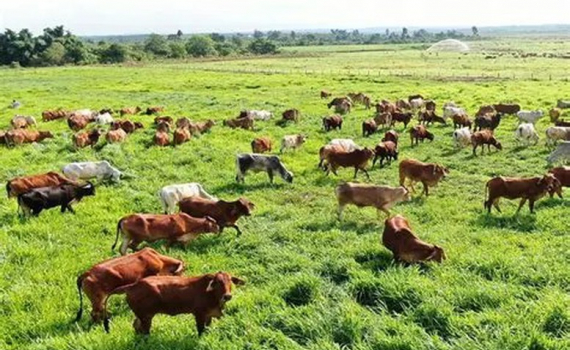 Lào Cai chủ động ngăn chặn nguy cơ xâm nhập vi rút lở mồm long móng chủng SAT1 qua biên giới