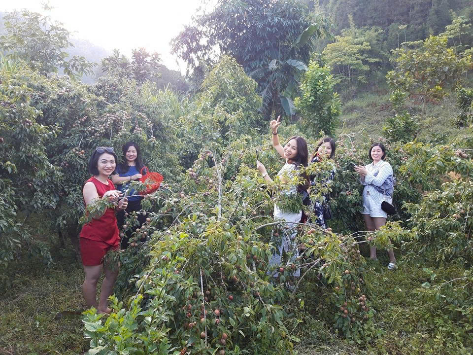 Du kh&aacute;ch c&oacute; thể trải nghiệm hoạt động tự tay thu hoạch d&acirc;u t&acirc;y, mận tam hoa