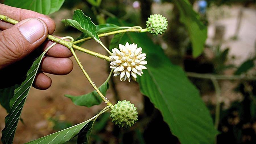 Hoa của c&acirc;y Nậm Thoong.