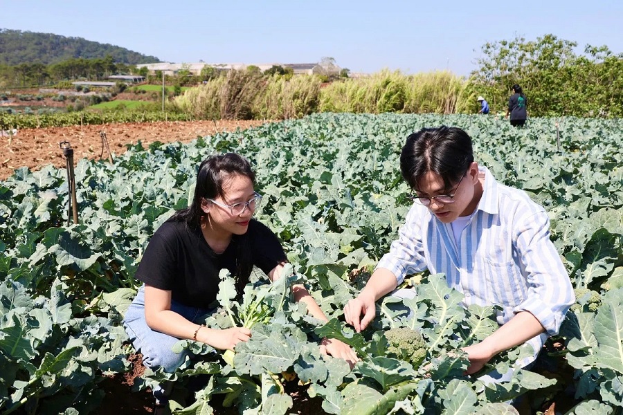 Anh Nguyễn Nhật Ki&ecirc;n (phải), đại diện cửa h&agrave;ng thực phẩm hữu cơ tại TP.HCM khảo s&aacute;t sản phẩm tại v&ugrave;ng trồng ở L&acirc;m Đồng, kết nối kh&acirc;u sản xuất với thị trường ti&ecirc;u thụ