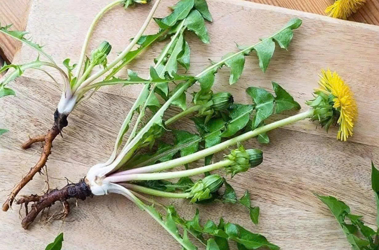 Loại cây mọc đầy vườn ở Việt Nam, thường bị nhầm là cỏ dại