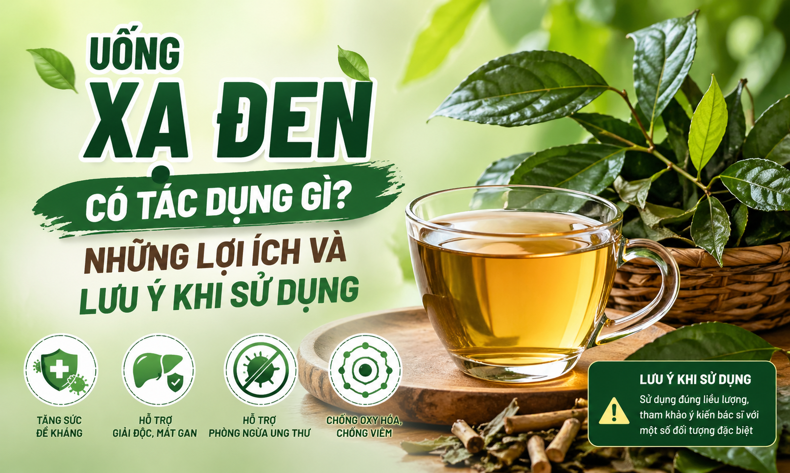 Uống xạ đen có tác dụng gì? Những lợi ích và lưu ý khi sử dụng