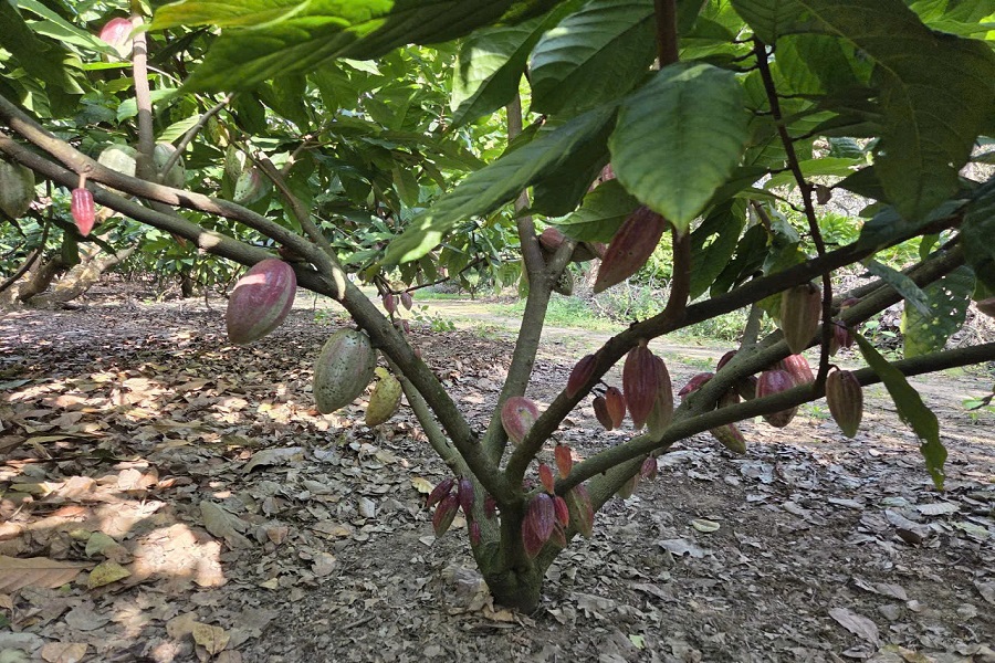 Lâm Đồng: Nghiên cứu chuyển đổi diện tích thanh long kém hiệu quả sang cây trồng phù hợp