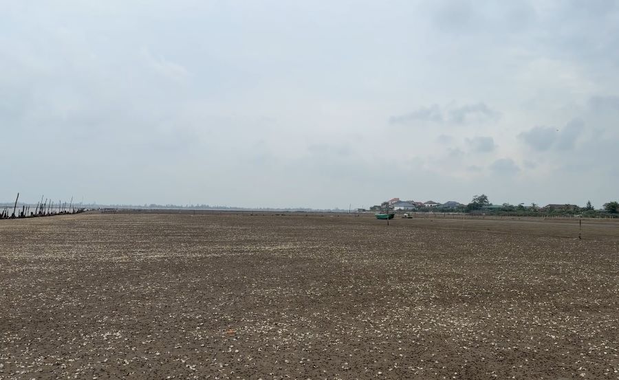 Ngao chết trắng b&atilde;i g&acirc;y thiệt hại lớn cho người d&acirc;n th&ocirc;n Mai L&acirc;m