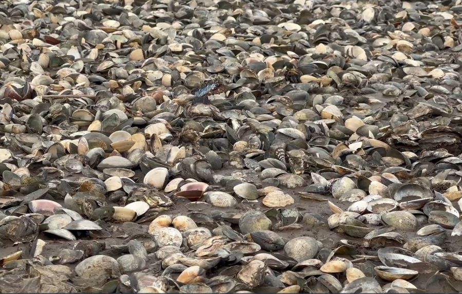 To&agrave;n bộ số ngao bị chết đều đ&atilde; đạt k&iacute;ch cỡ thương phẩm, chuẩn bị thu hoạch