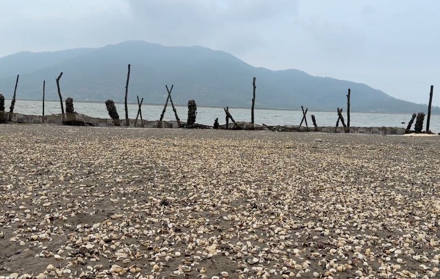 Ngao nu&ocirc;i đến kỳ thu hoạch chết h&agrave;ng loạt khiến nhiều hộ nu&ocirc;i c&oacute; nguy cơ mất trắng