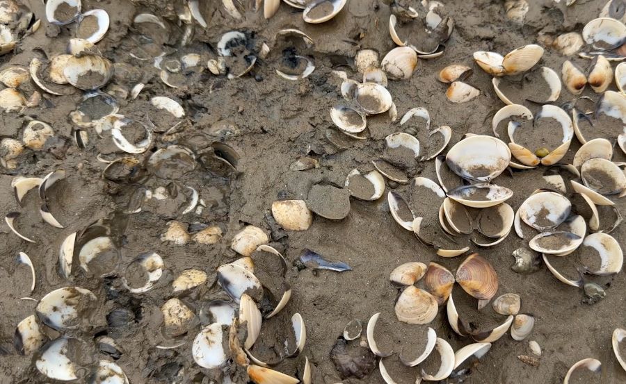 Tr&ecirc;n b&atilde;i, phần thịt đ&atilde; ph&acirc;n hủy, chỉ c&ograve;n vỏ ngao trắng lẫn trong b&ugrave;n