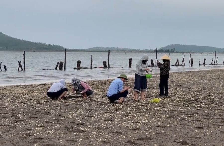 Hà Tĩnh: Ngao nuôi chết hàng loạt, nhiều hộ nuôi có nguy cơ trắng tay