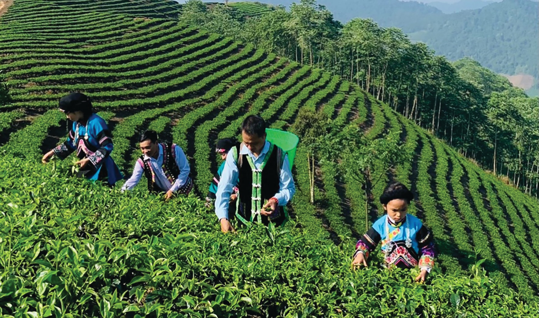 Lào Cai: Sản xuất nông, lâm nghiệp duy trì tăng trưởng ổn định trong quý I