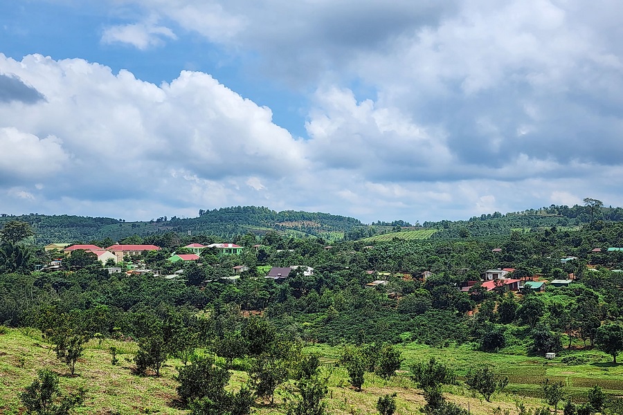 Mắc ca vào mùa “vàng”: Từ cây xóa nghèo đến động lực làm giàu vùng biên