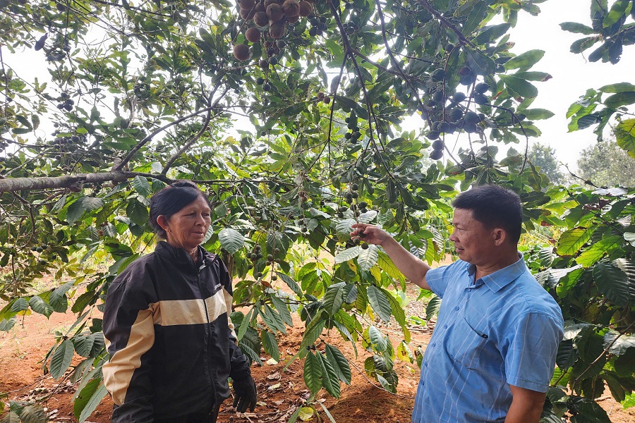 C&aacute;n bộ Hội N&ocirc;ng d&acirc;n x&atilde; Quảng Trực (b&ecirc;n phải) thăm hỏi, động vi&ecirc;n hội vi&ecirc;n t&iacute;ch cực lao động sản xuất, chăm s&oacute;c tốt c&acirc;y mắc ca