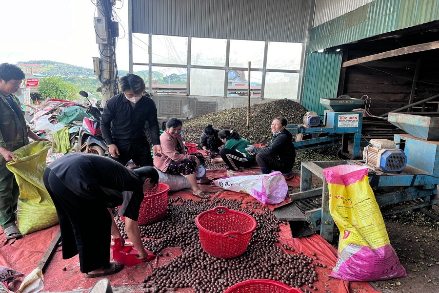 Đồng b&agrave;o M&rsquo;n&ocirc;ng bon Bu P&rsquo;R&acirc;ng 1, x&atilde; Quảng Trực đầu tư m&aacute;y xay x&aacute;t, sơ chế mắc ca