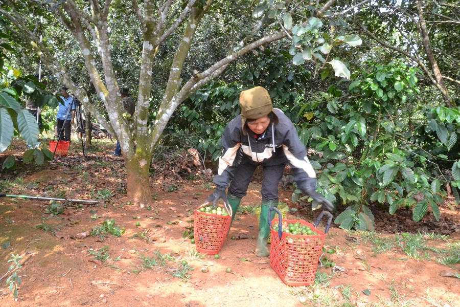 Gia đ&igrave;nh b&agrave; Thị Nớ, bon Bu P&rsquo;răng 1, x&atilde; Quảng Trực c&oacute; nguồn thu nh&acirc;̣p cao v&agrave; ổn định từ mắc ca