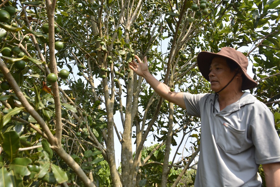 Mắc ca của gia đ&igrave;nh &ocirc;ng Huỳnh Ngọc Dũng, th&ocirc;n 5, x&atilde; Trường Xu&acirc;n ph&aacute;t tri&ecirc;̉n t&ocirc;́t, cho quả kh&aacute; nhi&ecirc;̀u