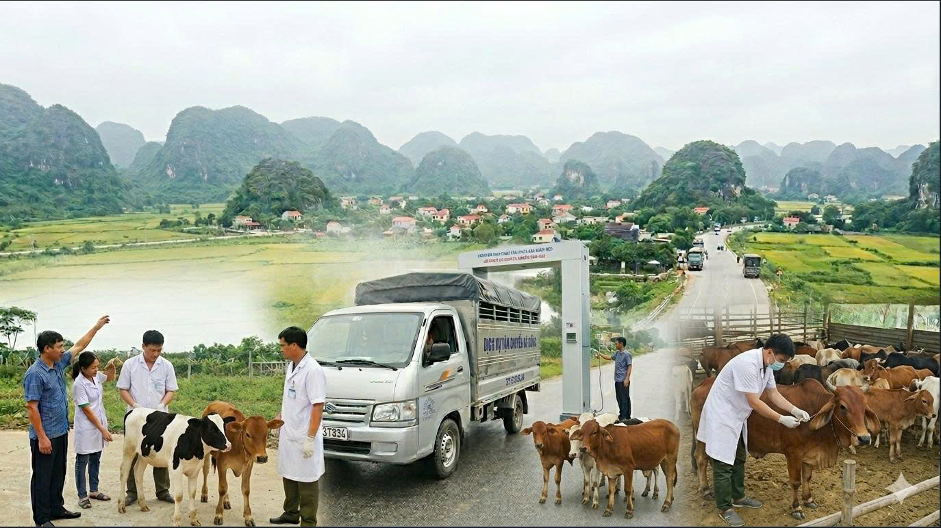 Ninh Bình: Quyết liệt ngăn chặn, ứng phó nguy cơ xâm nhiễm vi rút lở mồm long móng serotype SAT1