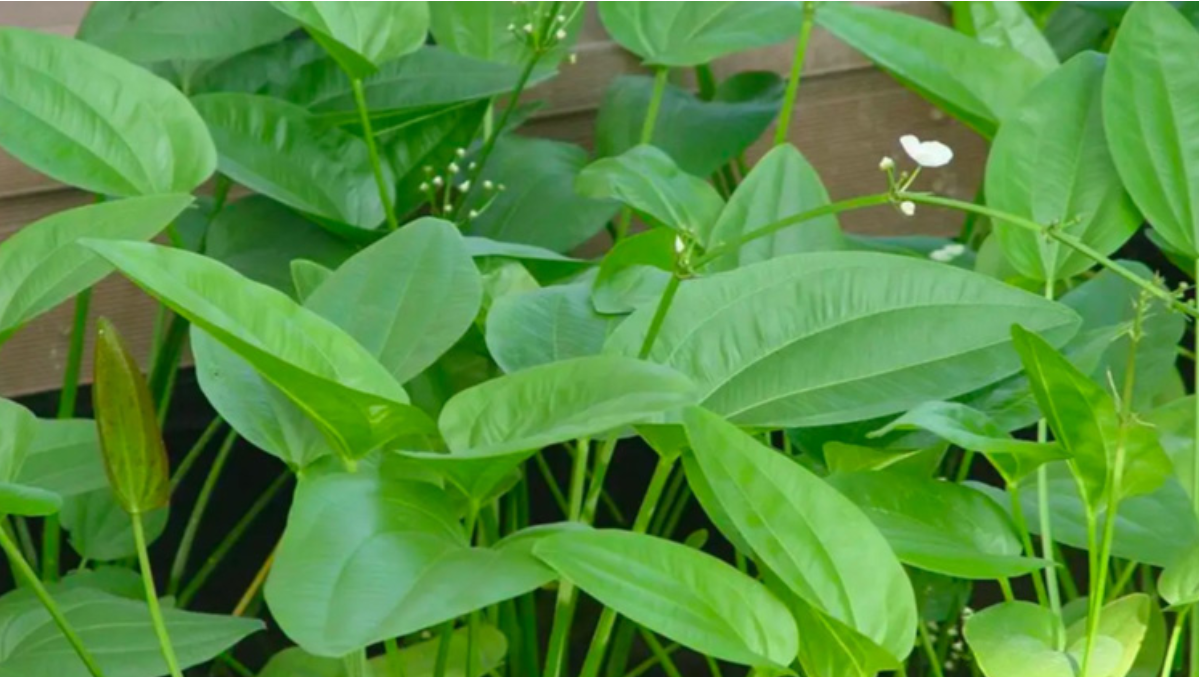 Sản phẩm c&oacute; th&agrave;nh phần ch&iacute;nh trạch tả gi&uacute;p hỗ trợ kiểm so&aacute;t acid uric hiệu quả